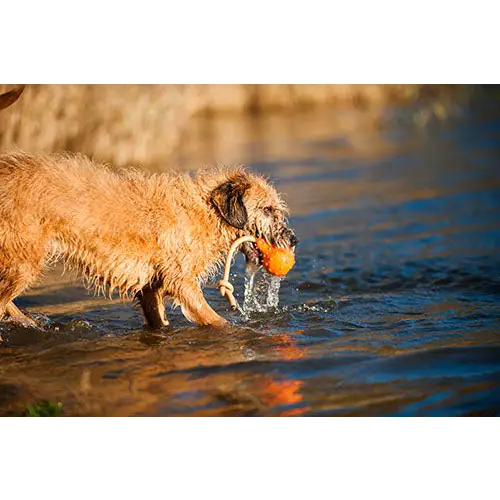Major Dog Swimming Eddy Floating Fetch Toy with Handle - Large - Pet Care > Toys > Dog Toys