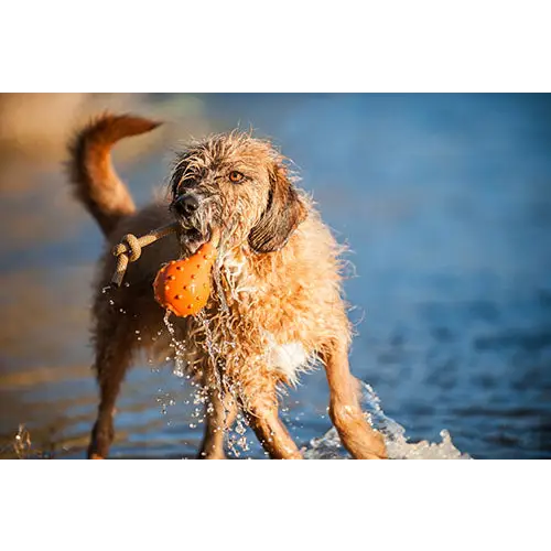 Major Dog Swimming Eddy Floating Fetch Toy with Handle - Large - Pet Care > Toys > Dog Toys