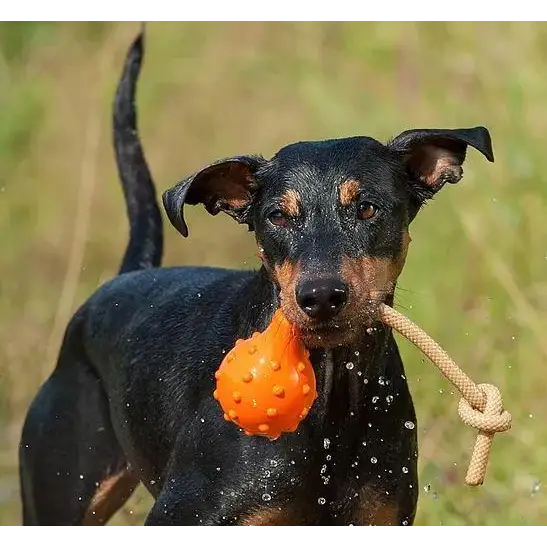 Major Dog Swimming Eddy Floating Fetch Toy with Handle - Small - Pet Care > Toys > Dog Toys