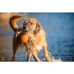 Major Dog Swimming Eddy Floating Fetch Toy with Handle - Small - Pet Care > Toys > Dog Toys