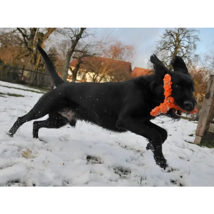 Major Dog Whirl- Small - Retrieval Toy - Pet Care > Toys > Dog Toys