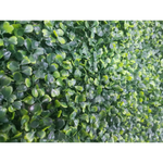 Mixed Boxwood Hedge Panels / Screens UV Resistant 1m x 1m - Home & Garden > Artificial Plants