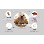 PawfectFriend Flea Collar for Dogs 8 Months Natural Flea Tick Collar for Dog Puppy - Pet Care > Dog Supplies > Dog