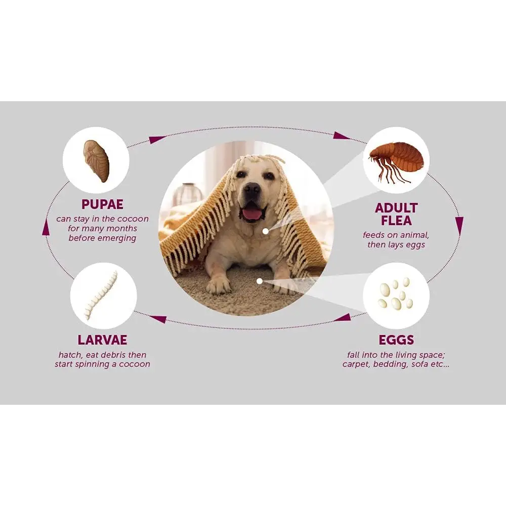 PawfectFriend Flea Collar for Dogs 8 Months Natural Flea Tick Collar for Dog Puppy - Pet Care > Dog Supplies > Dog