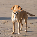 Pawfit 3 Collar Small - Pet Care > Dog Supplies > Dog Beds