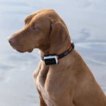 Pawfit 3 Collar Small - Pet Care > Dog Supplies > Dog Beds