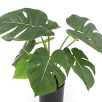 Potted Artificial Split Philodendron Plant With Real Touch Leaves 35cm - Home & Garden > Artificial Plants