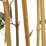 Premium Natural Cane Artificial Bamboo (UV Resistant) 150cm - Home & Garden > Home & Garden Others