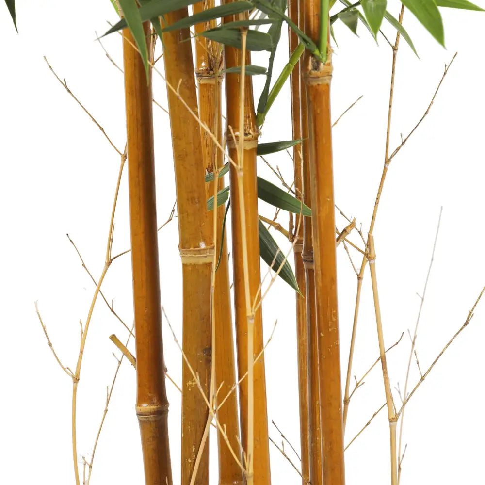 Premium Natural Cane Artificial Bamboo (UV Resistant) 180cm - Home & Garden > Artificial Plants