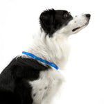 Rechargeable Night LED Dog Collar USB Glow Flashing Light Up Pet Collars Safety-Blue-Diameter Length-50cm - Home &