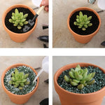 10x 5cm Flower Pot Pots Clay Ceramic Plant Drain Hole Succulent Cactus Nursery Planter - Home & Garden > Garden