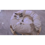 Timber Gyro Cat Nest Bed - Pet Care > Toys > Cat Toys