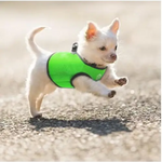Vest Harness Pet Dog-Cat Step-in Velcro and Buckle Attachments - Moondidley Pets Large Green - Pet Care > Cat Supplies